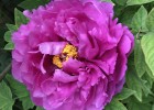 img_6248.jpg